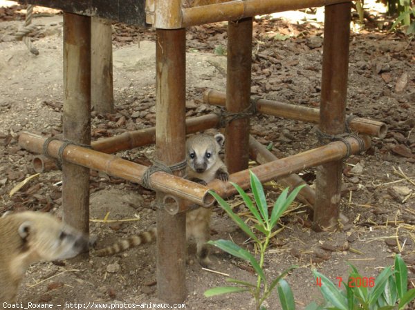 Photo de Coati