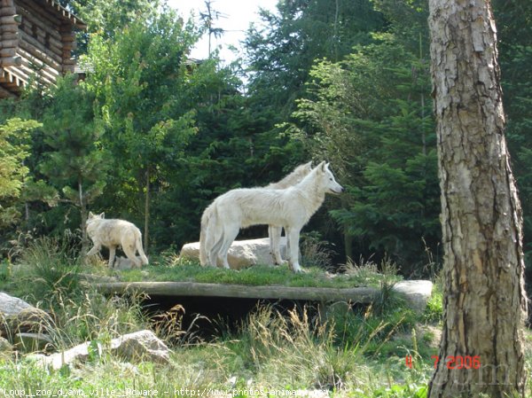 Photo de Loup