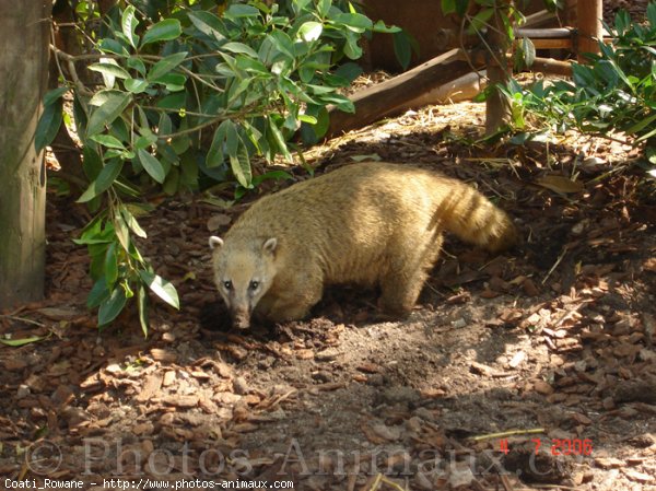 Photo de Coati