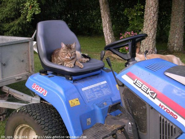 Photo de Chat domestique