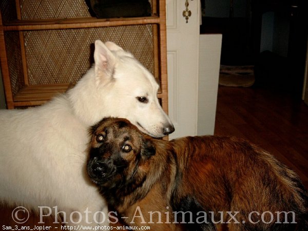 Photo de Berger blanc suisse