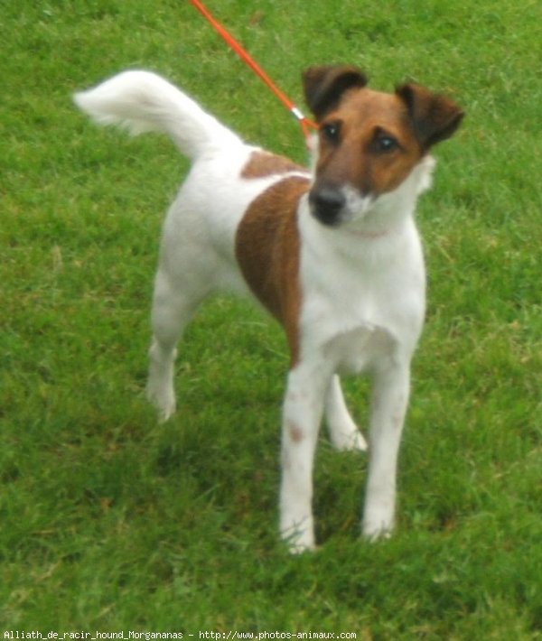 Photo de Fox terrier  poil lisse