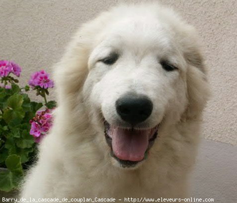 Photo de Chien de montagne des pyrnes