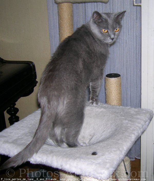 Photo de Chartreux