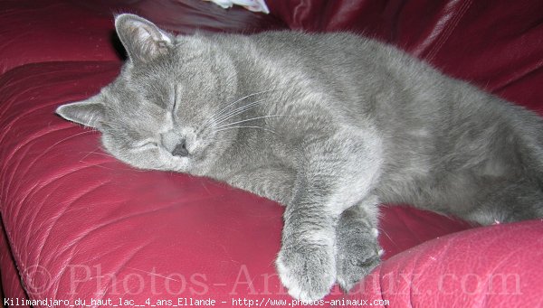 Photo de Chartreux