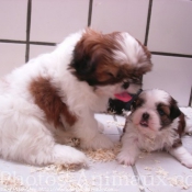 Photo de Shih tzu