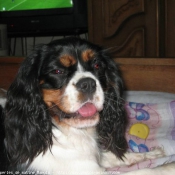 Photo de Cavalier king charles spaniel