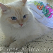 Photo de Ragdoll