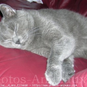 Photo de Chartreux