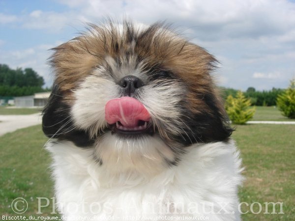 Photo de Shih tzu