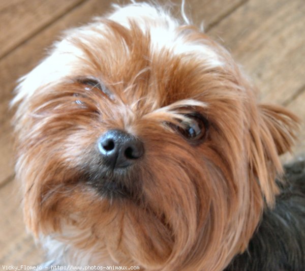 Photo de Yorkshire terrier