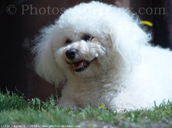 Photo de Bichon  poil fris