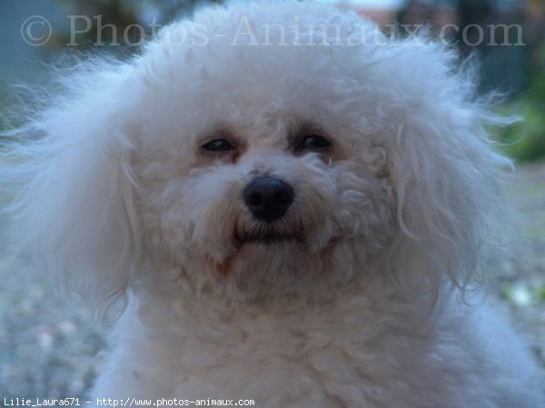 Photo de Bichon  poil fris