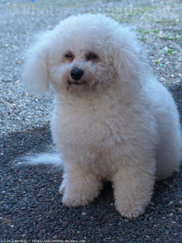 Photo de Bichon  poil fris