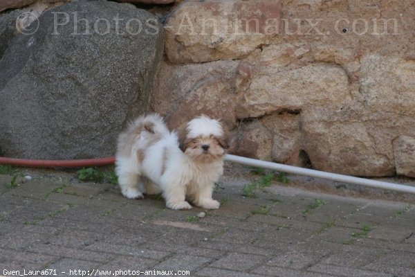 Photo de Shih tzu