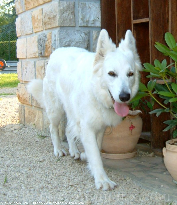 Photo de Berger blanc suisse