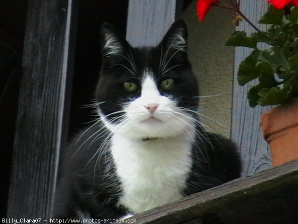 Photo de Chat domestique