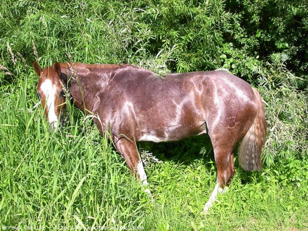 Photo de Quarter horse