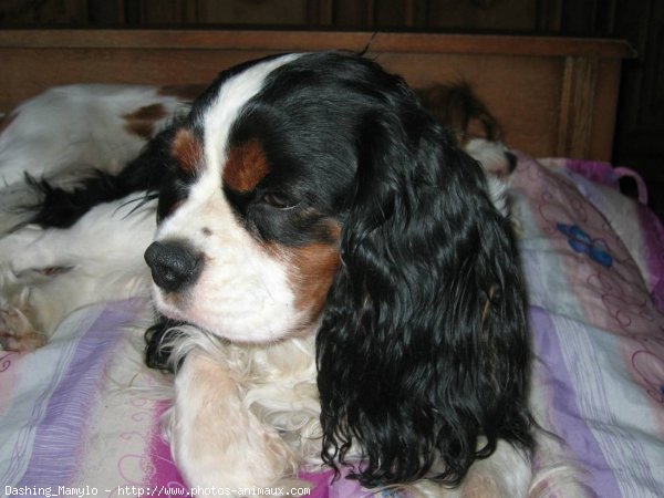 Photo de Cavalier king charles spaniel