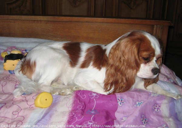 Photo de Cavalier king charles spaniel