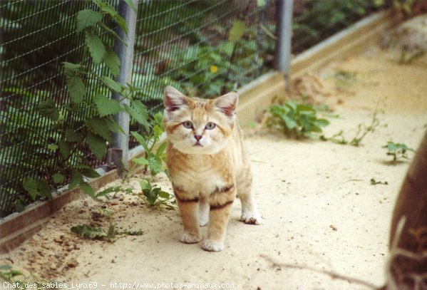 Photo de Chat des sables