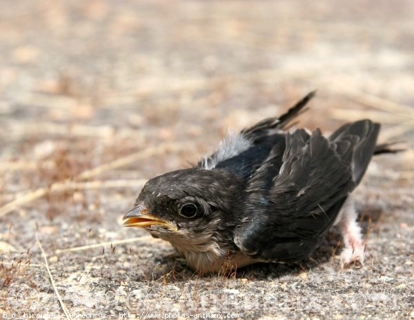 Photo De Hirondelle Bebe Hirondelle N Sur Photos Animaux Com