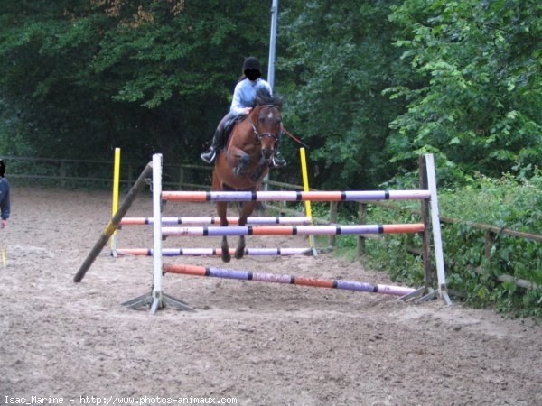 Photo de Poney franais de selle