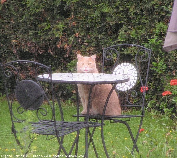 Photo de Chat domestique