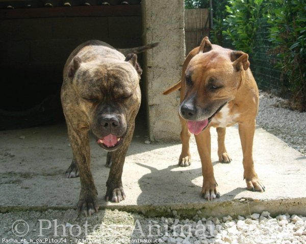 Photo d'American staffordshire terrier