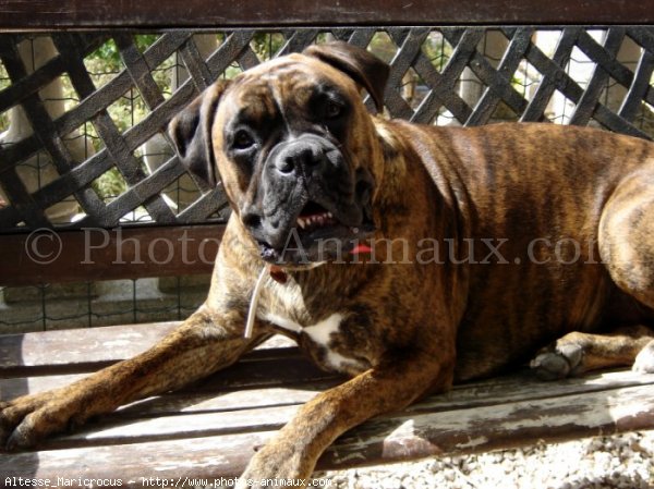 Photo de Boxer