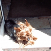 Photo de Yorkshire terrier