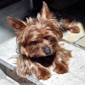 Photo de Yorkshire terrier