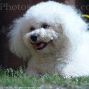 Photo de Bichon  poil fris