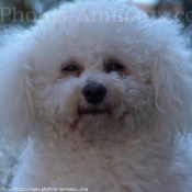 Photo de Bichon  poil fris