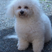 Photo de Bichon  poil fris