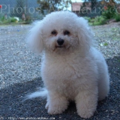 Photo de Bichon  poil fris