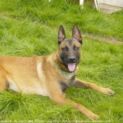 Photo de Berger belge malinois