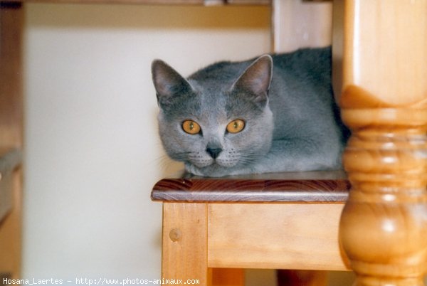 Photo de Chartreux