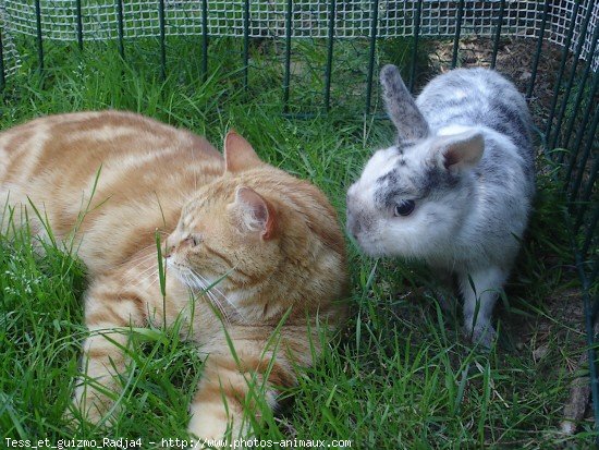 Photo de Races diffrentes