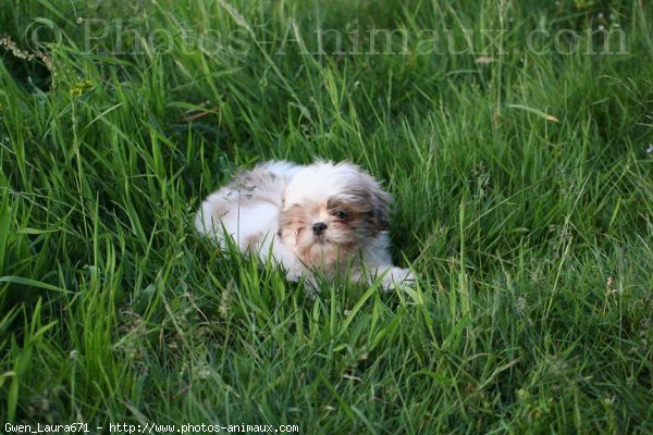 Photo de Shih tzu