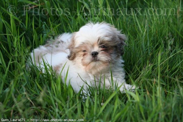 Photo de Shih tzu