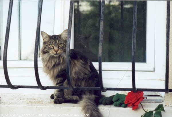 Photo de Maine coon