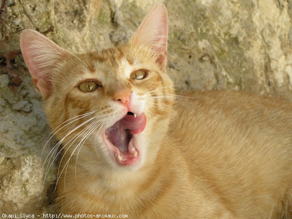 Photo de Chat domestique