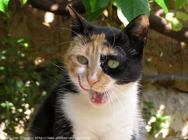 Photo de Chat domestique