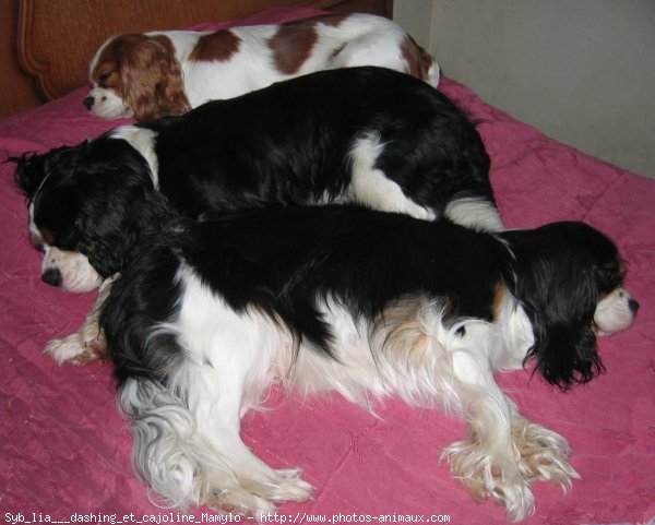 Photo de Cavalier king charles spaniel