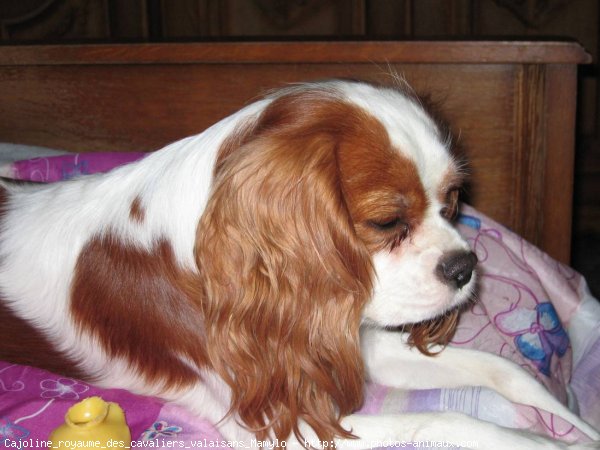 Photo de Cavalier king charles spaniel