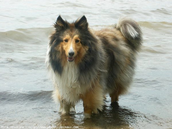 Photo de Chien de berger des shetland