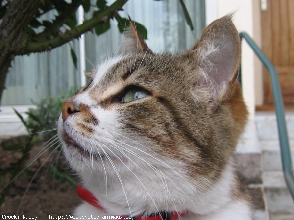 Photo de Chat domestique