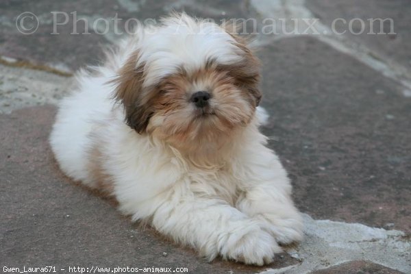 Photo de Shih tzu