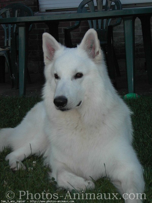 Photo de Berger blanc suisse